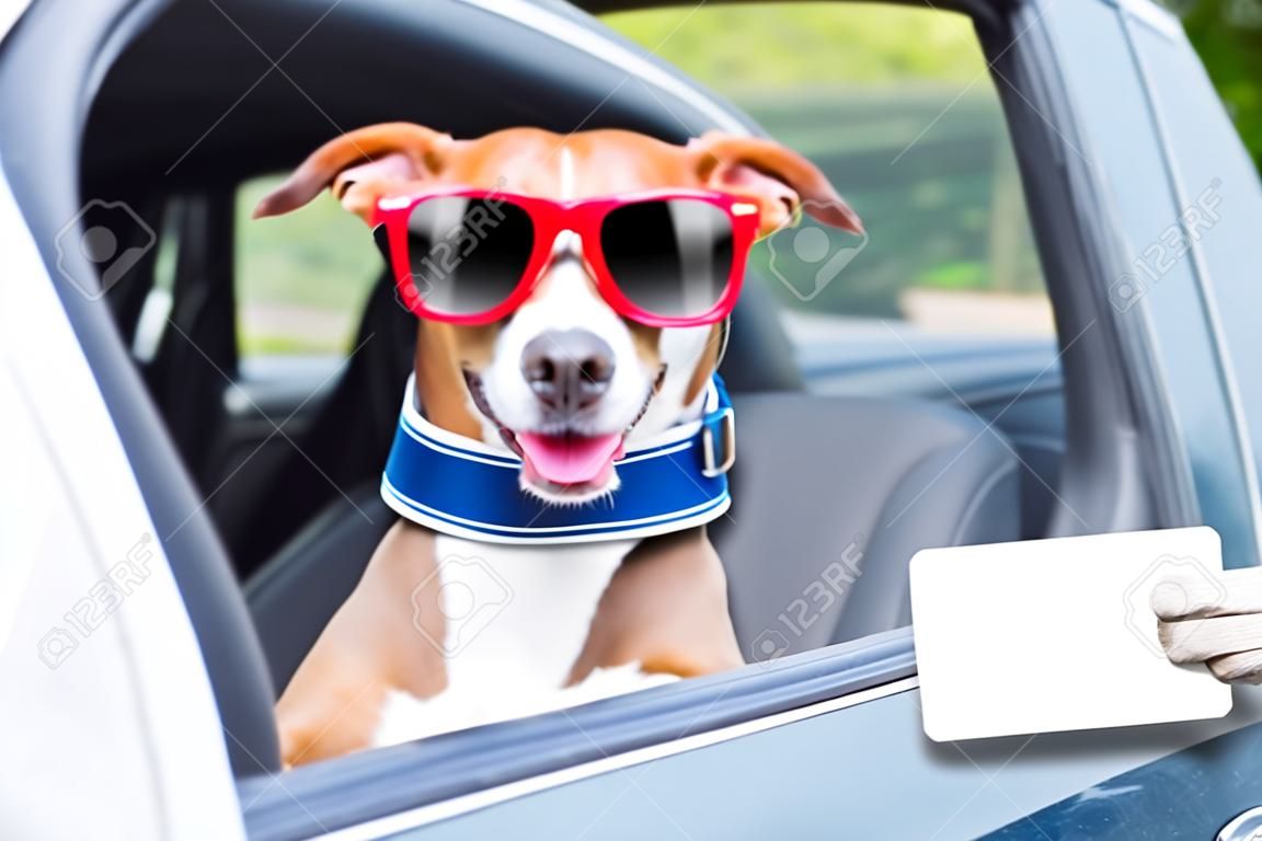собака высунувшись в окно автомобиля, показывая лицензию пустые и пустые водителей
