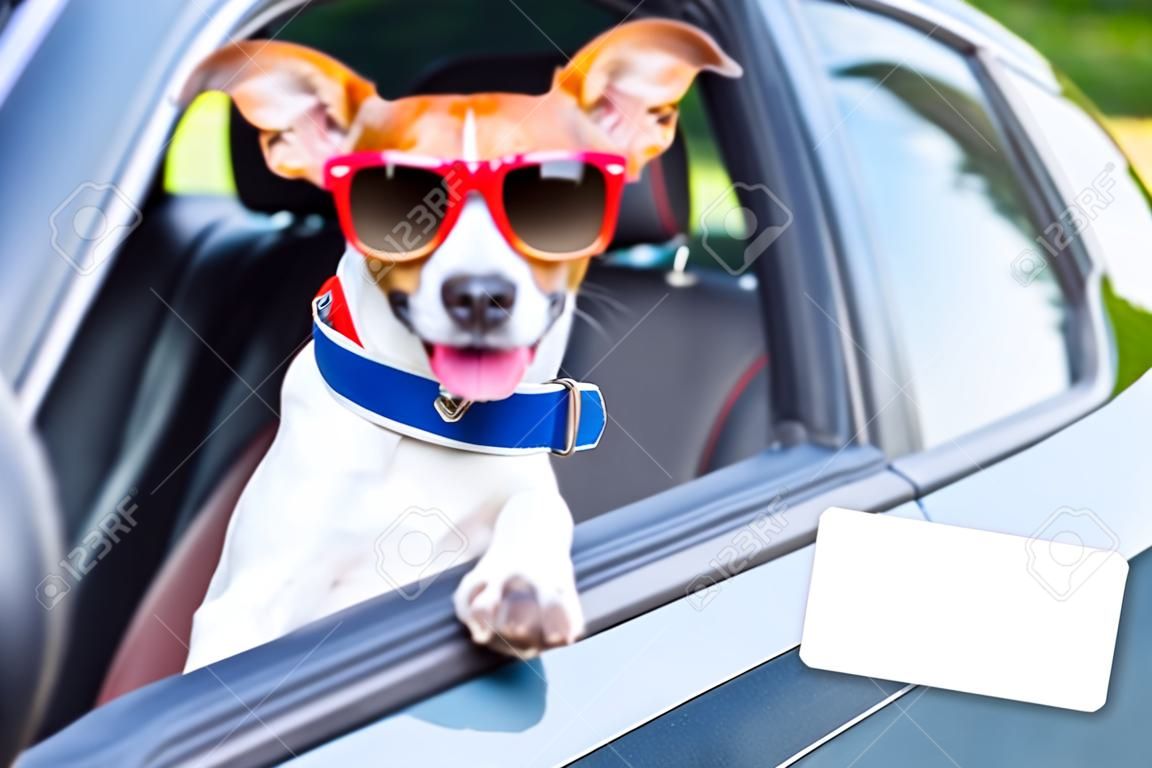 kutya kihajolt a kocsi ablakán mutató egy üres és üres jogosítvány