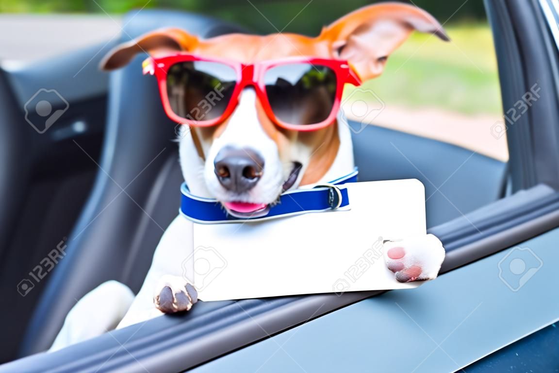 perro asomándose por la ventanilla del coche mostrando una licencia de conducir en blanco y vacías