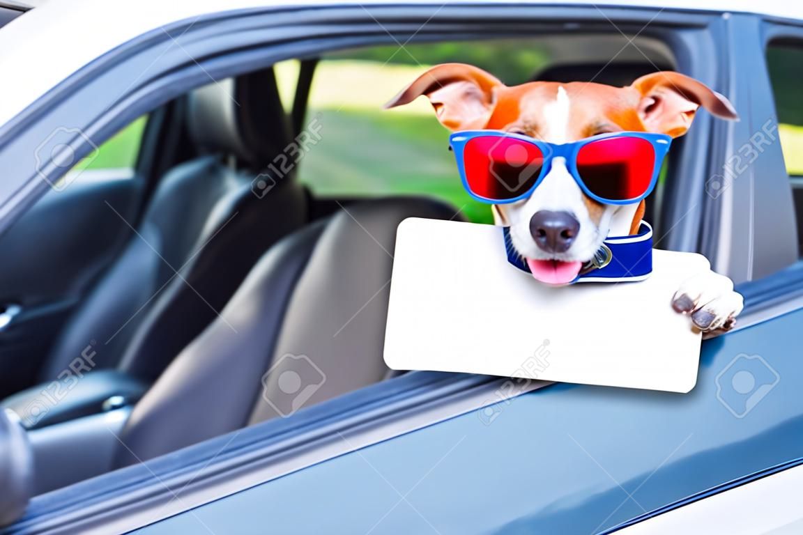 dog leaning out the car window showing a blank and empty drivers license