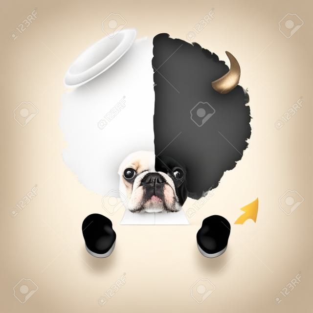 Angelo e diavolo fulvo cani bulldog francese mezzo volto in bianco e nero, decidere tra giusto e sbagliato, buono o cattivo, isolato su sfondo bianco
