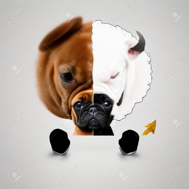 Teufel und Engel Kitz Französisch Bulldog Hunde Hälfte Gesicht schwarz und weiß, die Entscheidung zwischen richtig und falsch, gut oder schlecht, isoliert auf weißem Hintergrund