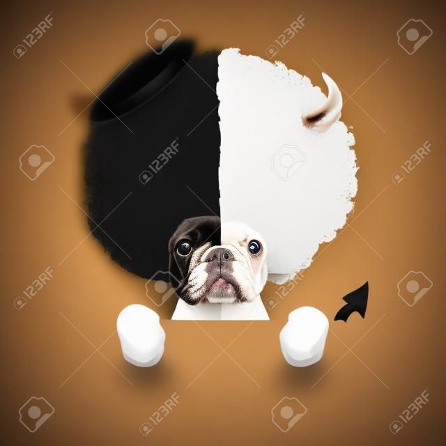 Diablo y ángel cervatillo perros bulldog francés medio se enfrentan a blanco y negro, de decidir entre lo correcto e incorrecto, bueno o malo, aislado en fondo blanco