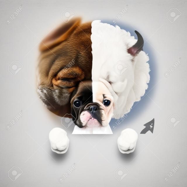 Angelo e diavolo fulvo cani bulldog francese mezzo volto in bianco e nero, decidere tra giusto e sbagliato, buono o cattivo, isolato su sfondo bianco