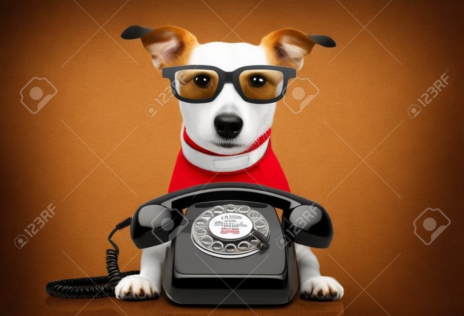 Kırmızı eski çevirmeli telefon ya da retro klasik telefon ile sekreter ya da işletmeci olarak gözlük ile Jack Russell köpek