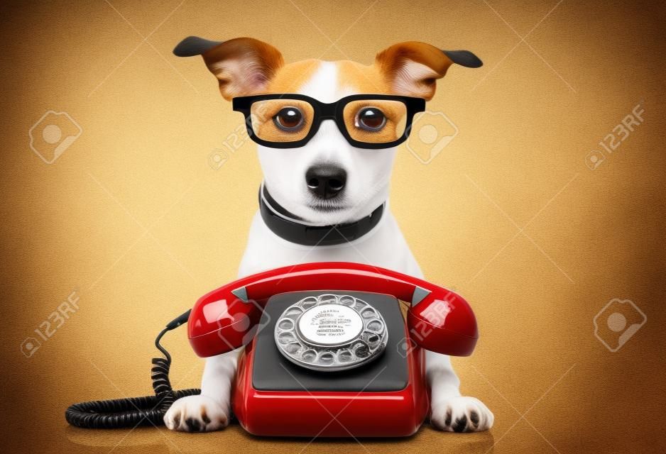 Jack Russell pies w okularach jak sekretarz lub operatora z czerwonym Stary telefon lub retro klasyczny telefon