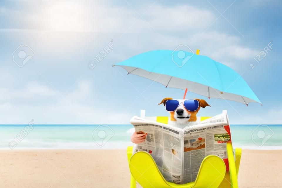 Jack Russell perro leyendo el periódico en una silla de playa o una hamaca con gafas de sol bajo el paraguas, días de vacaciones de verano