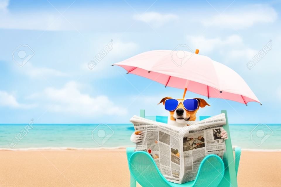 Jack Russell perro leyendo el periódico en una silla de playa o una hamaca con gafas de sol bajo el paraguas, días de vacaciones de verano