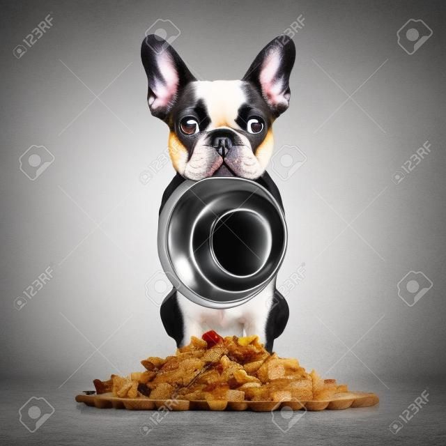 hungry  french bulldog  dog holding bowl with mouth  behind food mound , isolated on white background