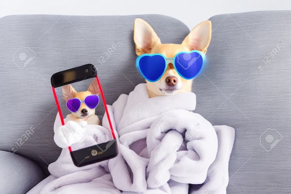チワワ犬のリラックスと、バスローブと、selfie を取って面白いサングラスを身に着けているスパ ウェルネス センターに横たわって