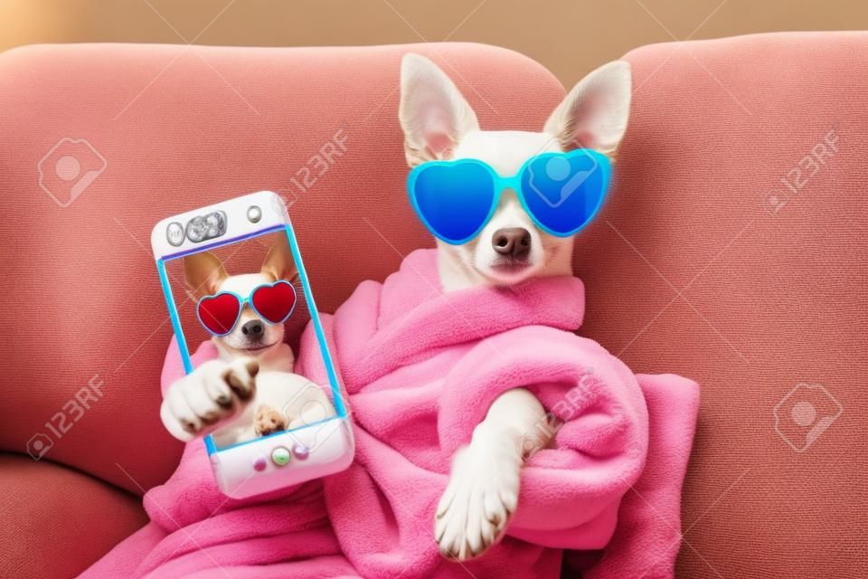 chihuahua cane rilassante e distesa, in un centro benessere termale, con indosso un accappatoio e occhiali da sole divertenti prendendo un selfie