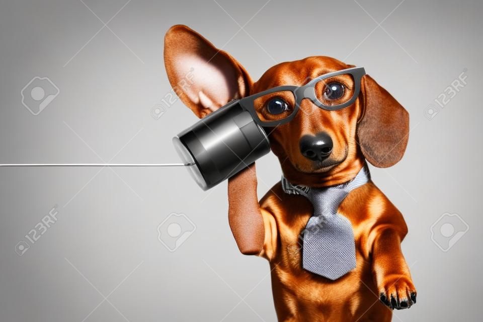 Chef oder Business Dackel oder Wurst Hund hören mit einem Ohr sehr sorgfältig auf die Zinn Telefon oder Telefon, isoliert auf weißem Hintergrund