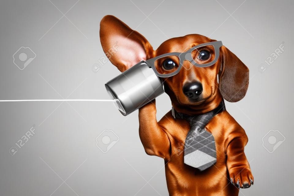 Perro salchicha o perro salchicha jefe o de negocios escuchando con un oído con mucho cuidado en el teléfono de lata o teléfono, aislado sobre fondo blanco.