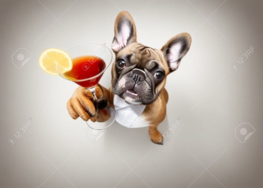 drunk french bulldog  dog cheering a toast with martini cocktail drink , looking up to owner ,   isolated on white background