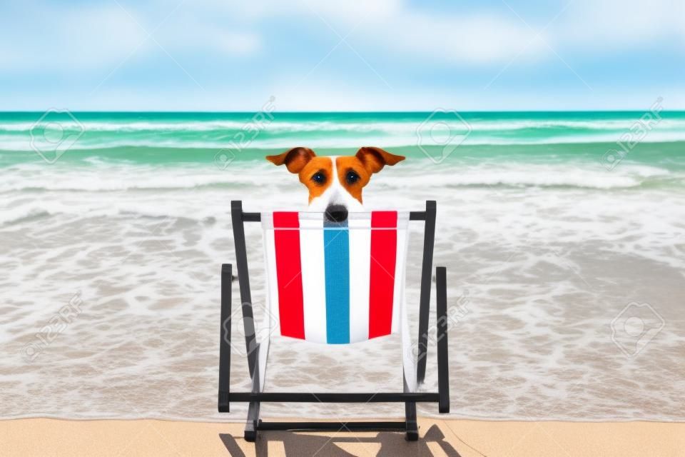 Jack Russell cane che riposa e si rilassa su un'amaca o una sedia a sdraio sulla spiaggia dell'oceano, durante le vacanze estive,