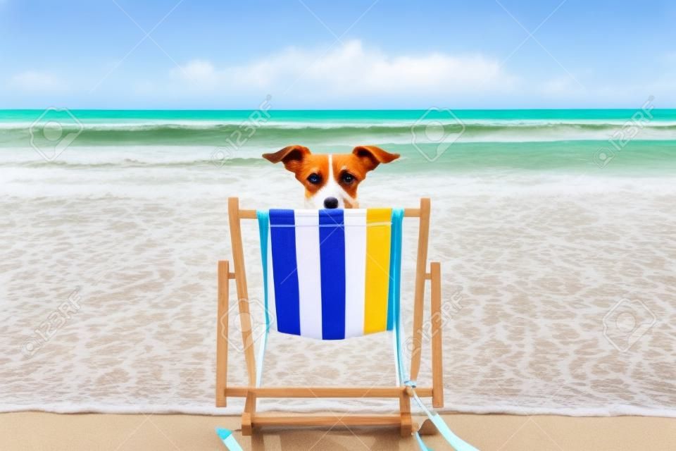 pies jack russell odpoczywający i relaksujący się na hamaku lub leżaku na plaży nad brzegiem oceanu, na wakacjach,