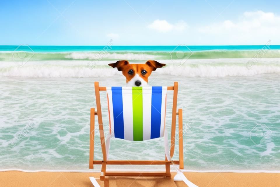 Jack Russell perro descansando y descansando en una hamaca o silla de playa en la playa de la costa del océano, en vacaciones de verano,