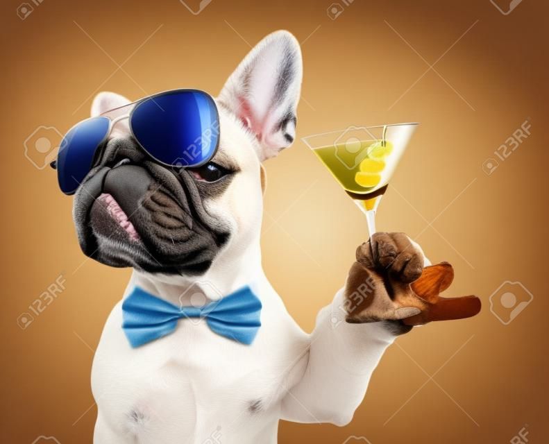 Perro bulldog francés borracho fresco animando un brindis con cóctel martini, mirando hacia el propietario, aislado sobre fondo blanco.
