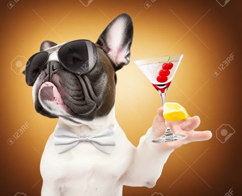 cool drunk french bulldog  dog cheering a toast with martini cocktail drink , looking up to owner ,   isolated on white background