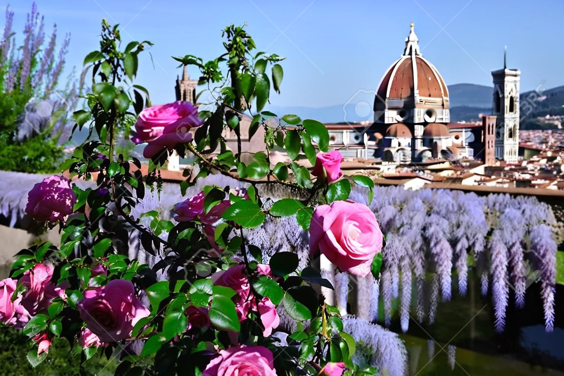 Prachtig uitzicht op de beroemde kathedraal Santa Maria del Fiore in Florence met paarse bloeiende wisteria en roze rozen op de voorgrond. Italië.