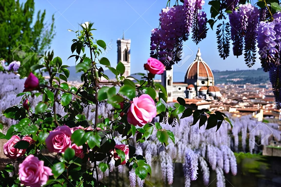 Prachtig uitzicht op de beroemde kathedraal Santa Maria del Fiore in Florence met paarse bloeiende wisteria en roze rozen op de voorgrond. Italië.