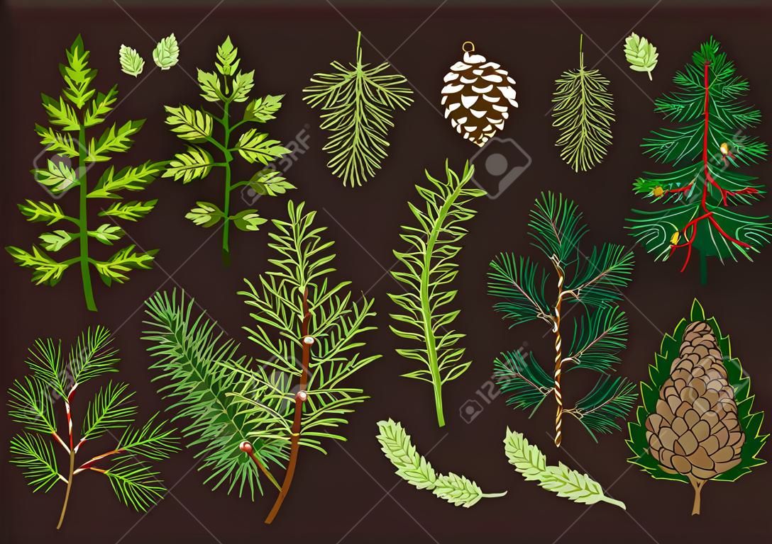 Christmas set with coniferous branches and greenery. Vector illustration. Dark background and colorful pattern.