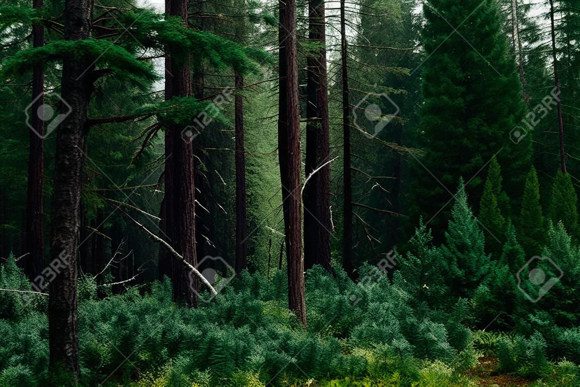 Atmospheric dark forest landscape with coniferous trees. Horror green background of mystery taiga. Wild flora of woody wilderness close-up. Conifer trees in dark woodland. Forest scenery to greenery.