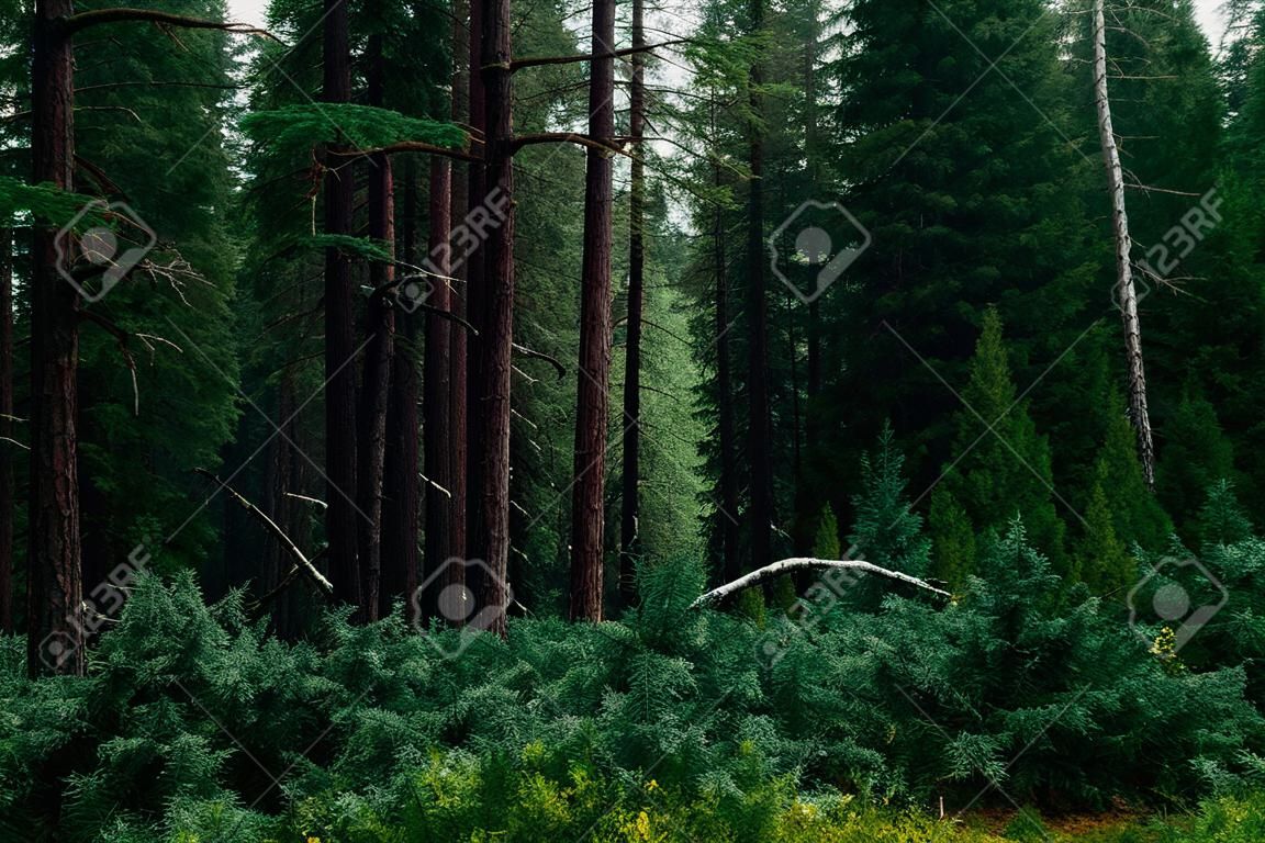 Atmospheric dark forest landscape with coniferous trees. Horror green background of mystery taiga. Wild flora of woody wilderness close-up. Conifer trees in dark woodland. Forest scenery to greenery.