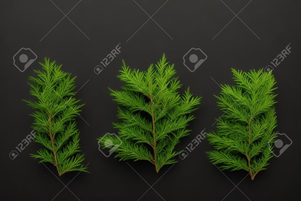 Three branches of Thuja evergreen garden plant on black background.