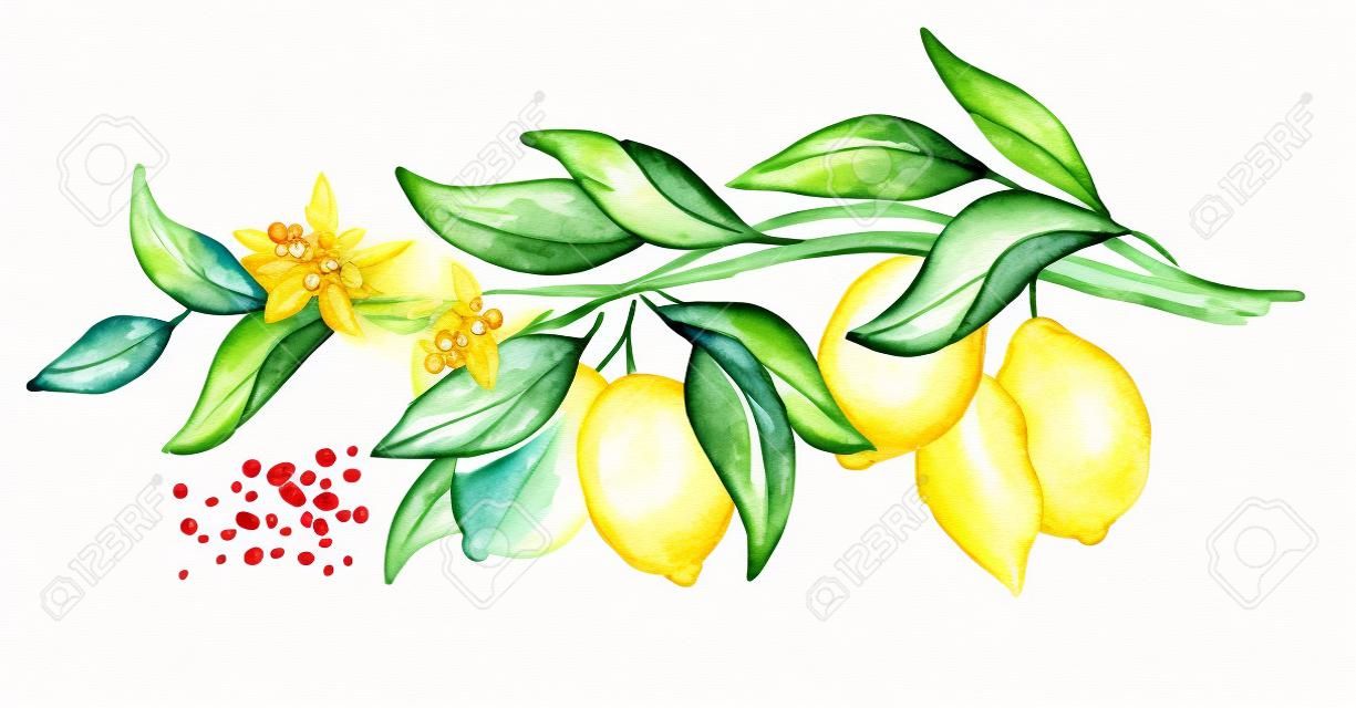 Filiale di limone con frutta e foglie. Illustrazione orizzontale disegnata a mano dell'acquerello