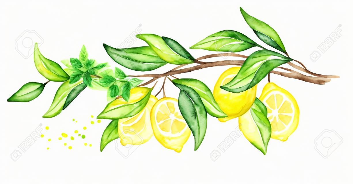 Ramo de limão com frutas e folhas. Mão aquarela desenhada ilustração horizontal