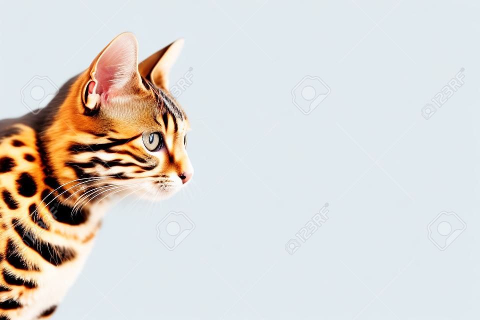 Bengal cat on white background sits sideways, looks aside. Kitchen on background