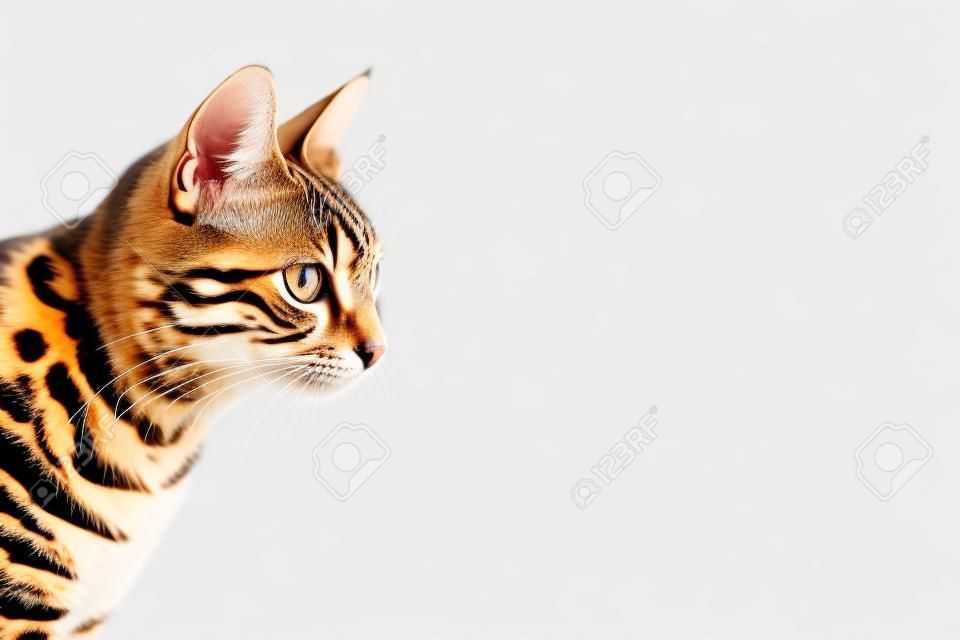 Bengal cat on white background sits sideways, looks aside. Kitchen on background