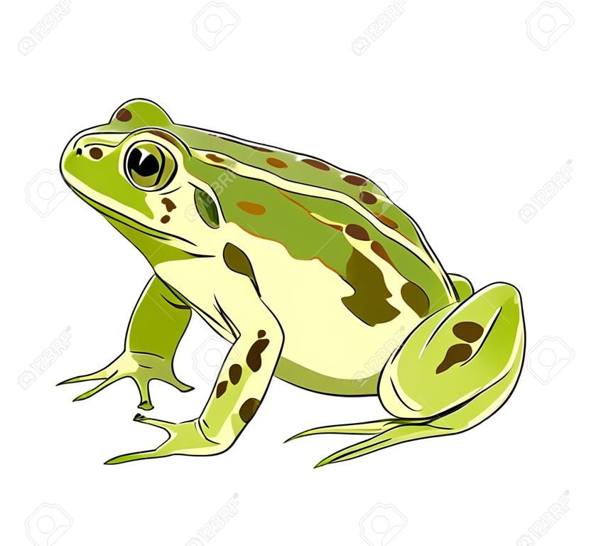 사마귀가 있는 녹색 두꺼비