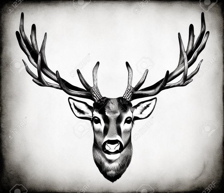 deer head with big horns sketch black and white