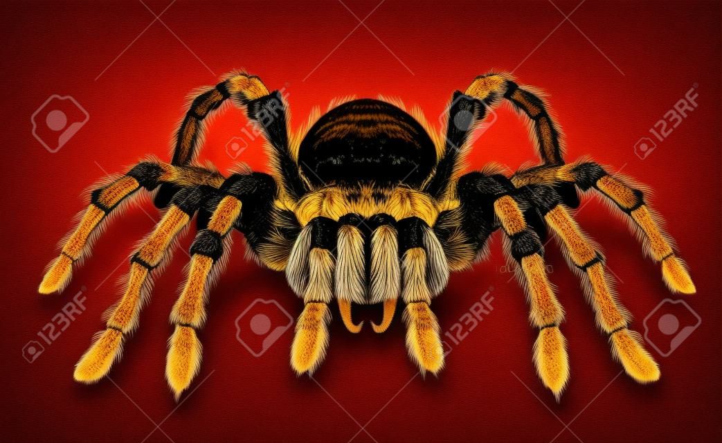 tarentule araignée brun shaggy vecteur réaliste
