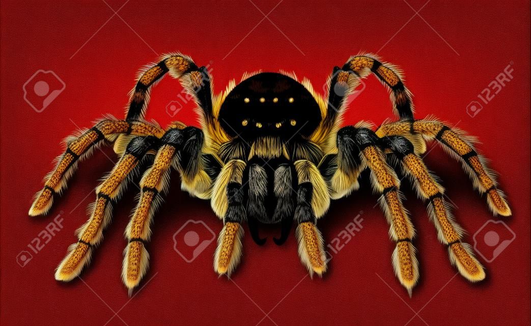 tarantula spider brown shaggy realistic vector