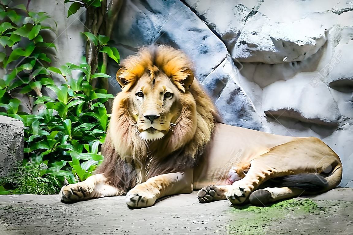 Male lion laying on the rock