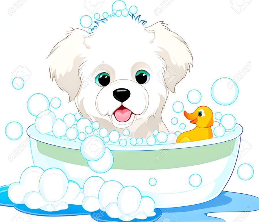 有肥皂浴的白色蓬松狗