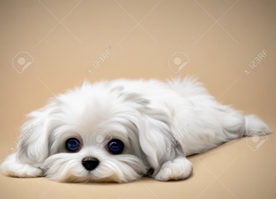 Een schattig wit Havanezer puppy liggend