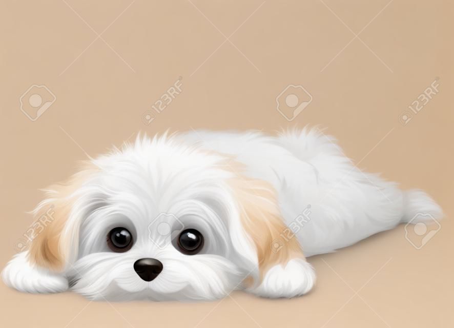 Een schattig wit Havanezer puppy liggend