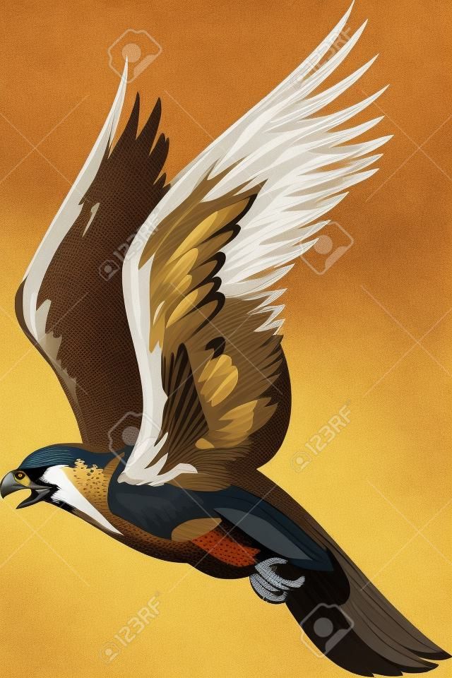 Der Falke mit braunen Gefieder.Raubvögel.  Illustration - Farbe-s/w-Versionen.