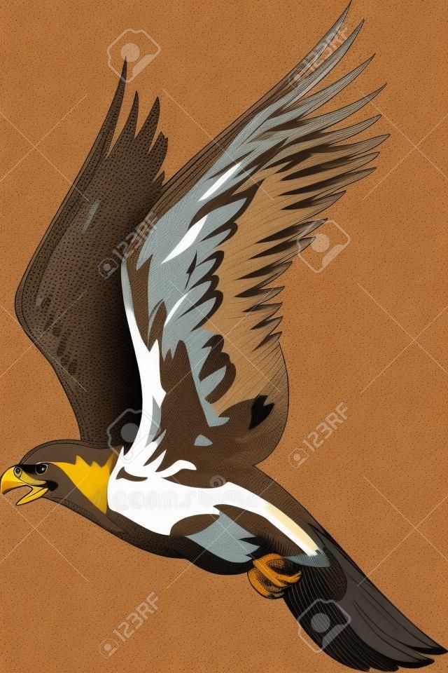 Le pèlerin avec un plumage brun.Oiseaux prédateurs.  Illustration - versions de couleur noir et blanc.