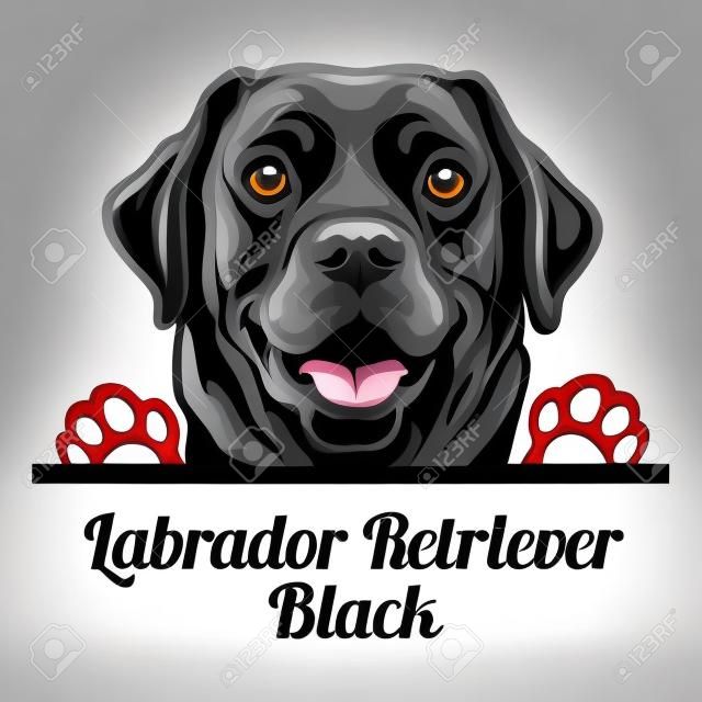 Hoofd Labrador Retriever Black - hondenras. Kleurbeeld van een hondenkop geïsoleerd op een witte achtergrond