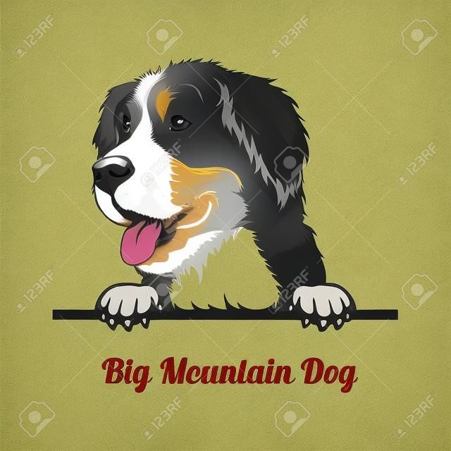 Peeking Dog - Big Mountain Dog breed - head isolated on white