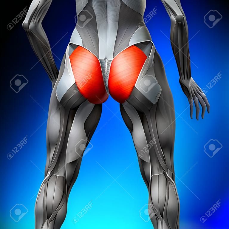 Glutes Großer Gesäßmuskel - Weibliche Anatomie Muscles