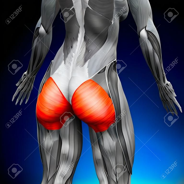 Glutes Großer Gesäßmuskel - Weibliche Anatomie Muscles