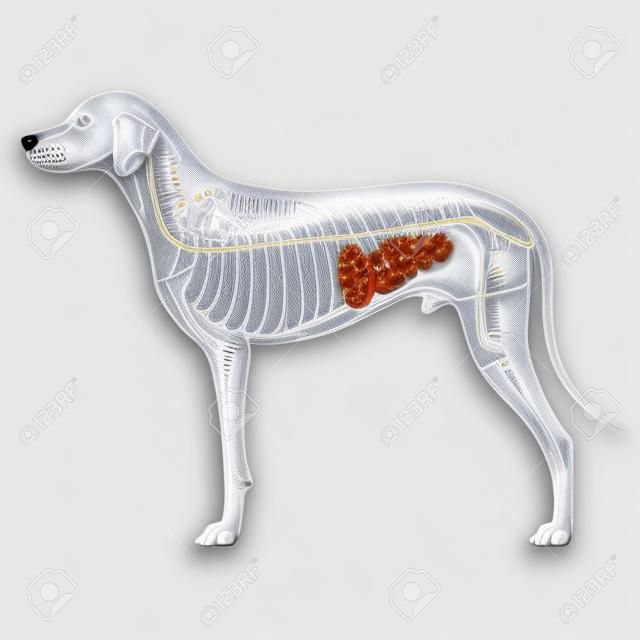 Perro del Sistema Digestivo - Canis Lupus Familiaris Anatomía - aislado en blanco