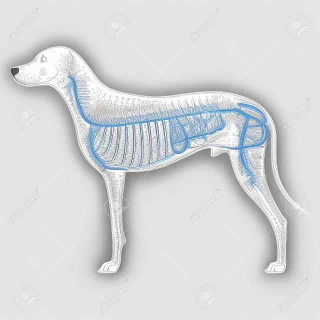 Köpek Sindirim Sistemi - Canis Lupus familiaris Anatomi - isolated on white