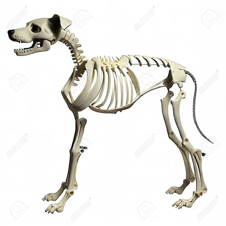 Hond Skeleton Anatomy - Anatomie van een mannelijke hond Skeleton